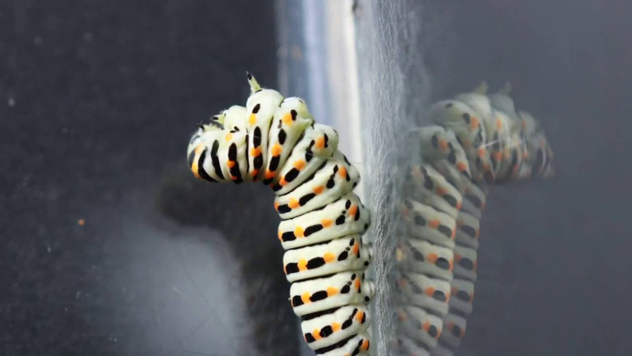 Papilio machaon caterpillar to chrysalis metamorphosis