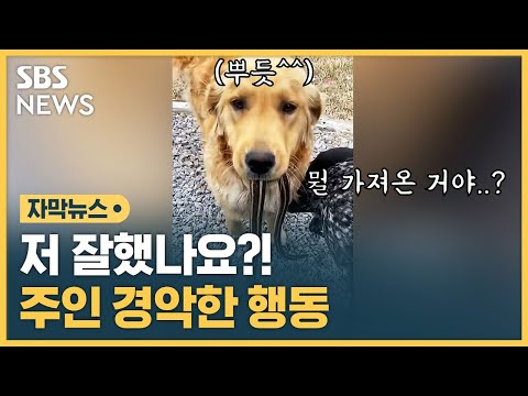 반려견 혼자 산책하더니…깜짝 놀란 주인 (자막뉴스) / SBS