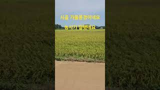#김연순댄스#사교댄스