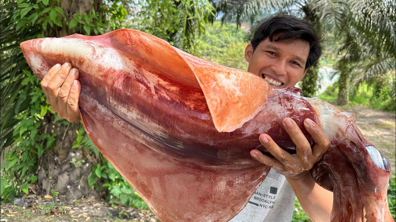 Masak cumi raksasa berat 10kg,full daging semua!!!!