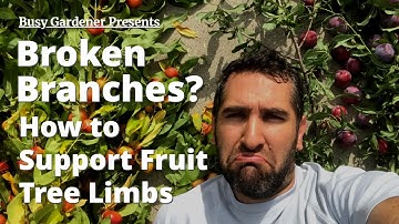 Keep Your Fruit Tree Branches from Breaking 😭 -  Supporting Fruit Tree Branches