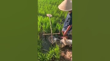 Ide cerdas membuat alat pengusir burung di sawah #shorts