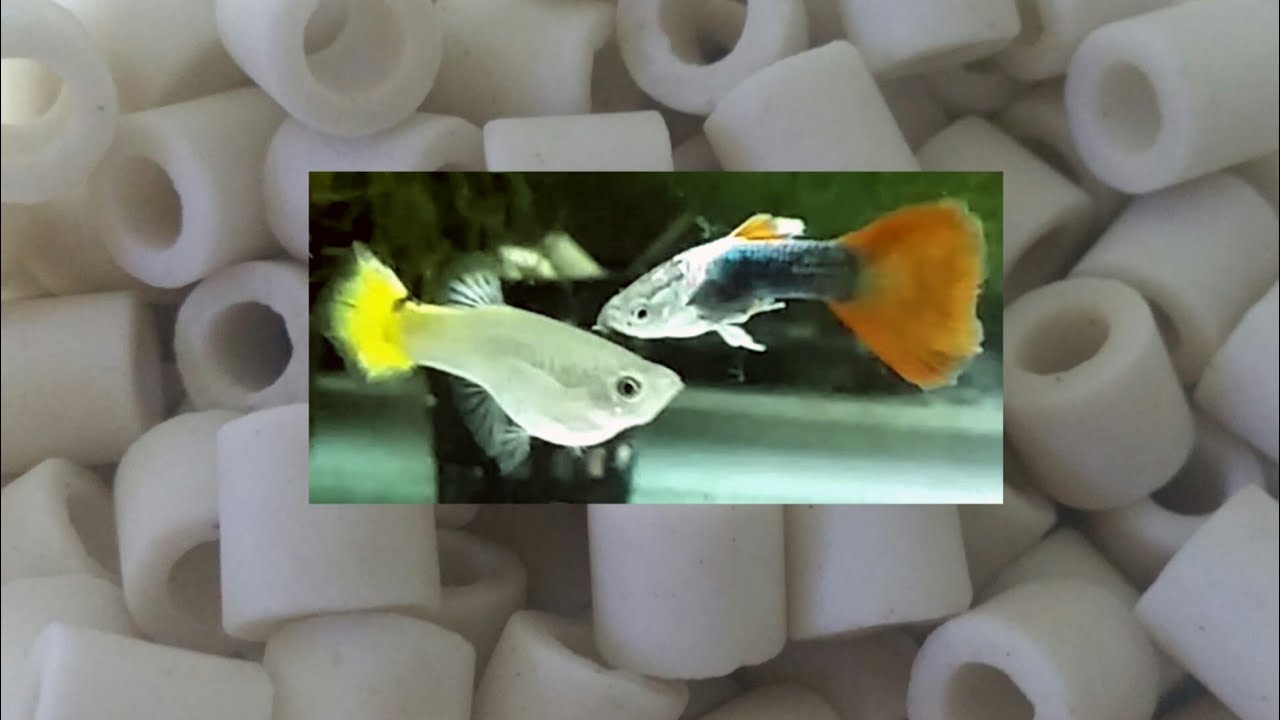 Ceramic Rings In Home Aquariums - How They Work, How To Use Them In Fish Tank And How To Clean Them