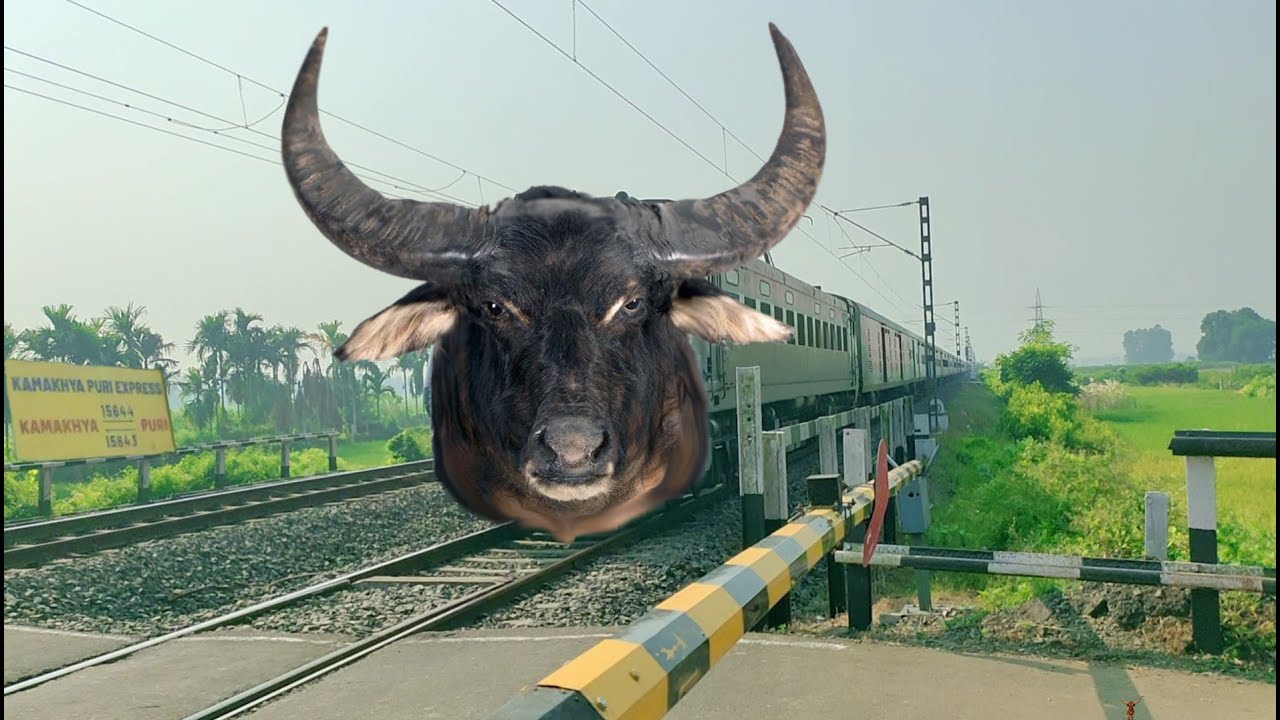Angry Bull Headed Train : Bull Headed  Kamakhya Puri Express Dengerously Moving Throughout Railgate
