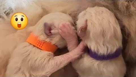 Watch the video about Newborn Kitten DRAMA! 😲😳 Will hungry kitten steal the teat? 😂 #toocute #Kittens #newbornkittens