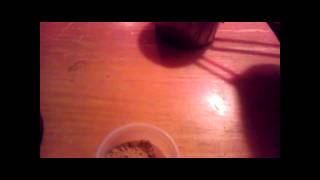 How to Make Crested Gecko Diet