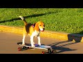 Сlose-ups - Moscow (Russia): dog skateboarding in the park/ Funny and Cute Dog/ training/summer 2021