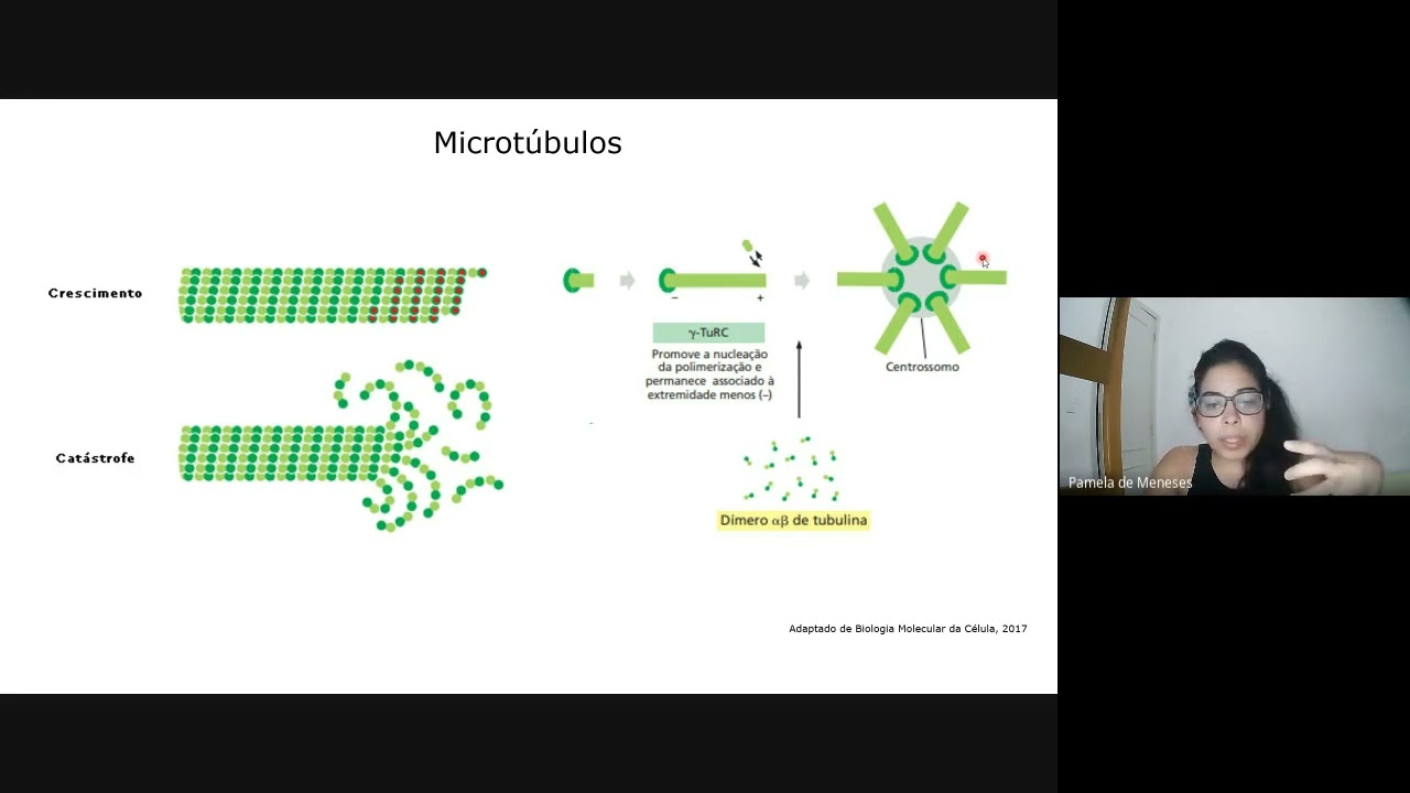 Gene Cenpj da microcefalia regula o crescimento axonal em neurônios... - Pamela Ximenes (UFRJ)