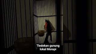 tledekan gunung / sulingan gunung ( sulgun ) lokal merapi gacor @sulingangunung