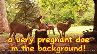 One Pregnant Doe in the Background