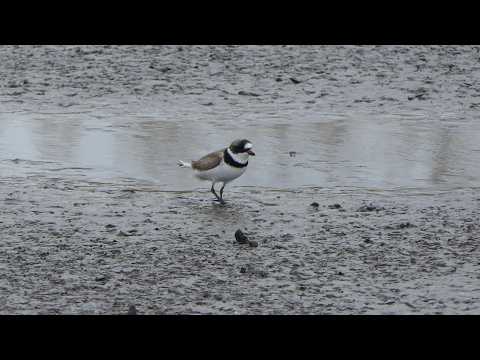Semipalmated Plover moves as if playing red light green light (feat. Least Sandpiper)