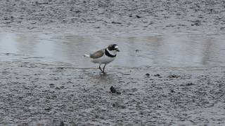 Semipalmated Plover moves as if playing red light green light (feat. Least Sandpiper)