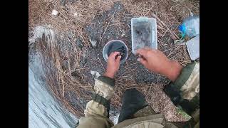 видео: И снова морской червь нереис картинка: И снова морской червь нереис