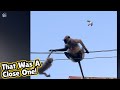 Monkey risks life to rescue her baby stranded on power lines