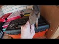 Белка, которая помогает во всех домашних делах. / A squirrel that helps in all household chores
