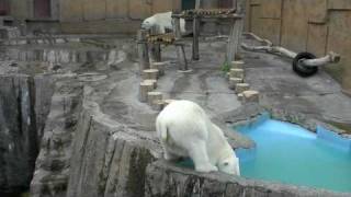 ララとピリカ同居11日目