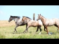 Science trek horses