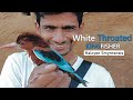White Throated Kingfisher Bird |A-z information| Hindi
