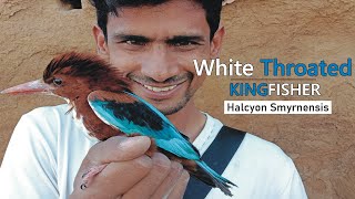 White Throated Kingfisher Bird |A-z information| Hindi