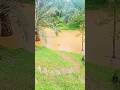SILUMAN BUAYA