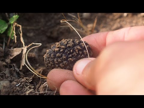 La truffe à la mouche