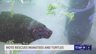 3 manatees and 25 turtles recover at Mote Marine Laboratory after cold snap