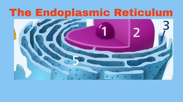 Endoplasmic Reticulum  Rough and Smooth ER