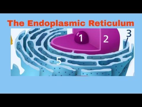 Endoplasmatisch reticulum ruw en glad ER