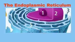 Endoplasmic Reticulum  Rough and Smooth ER
