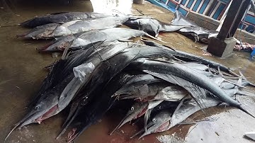 Thu mua hải sản bến cảng lớn nhất nha trang