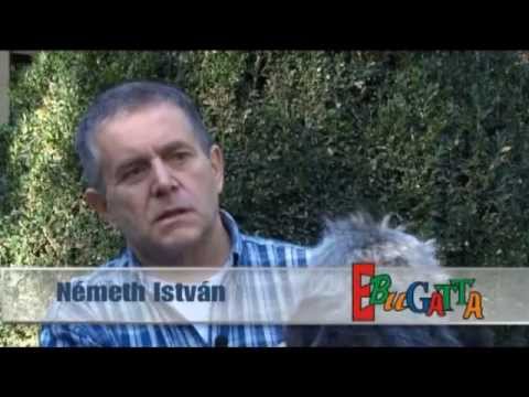 Videó: Hogyan Vásárolhat Egy ír Farkaskutya Kiskutyát