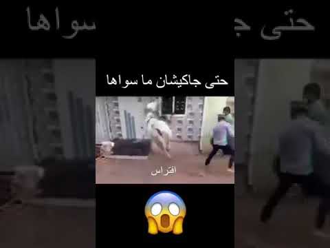 جاكي شان تو