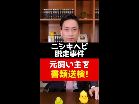 ニシキヘビ脱走事件！元飼い主を書類送検！弁護士解説 #Shorts