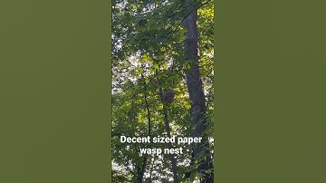 Paper Wasp Nest by my Mail Box