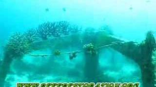 CORAL REEF RESTORATION THROUGH CORAL TRANSPLANTATION