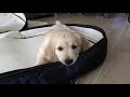 Golden Retriever puppy first encouter with a double bass bag.