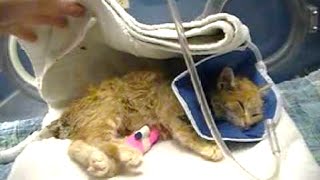 Kitten Found Frozen Solid Couldn't Even Close Her Eyes