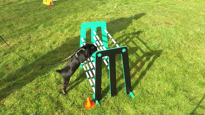 Jumping rabbits in slow motion with GoPro
