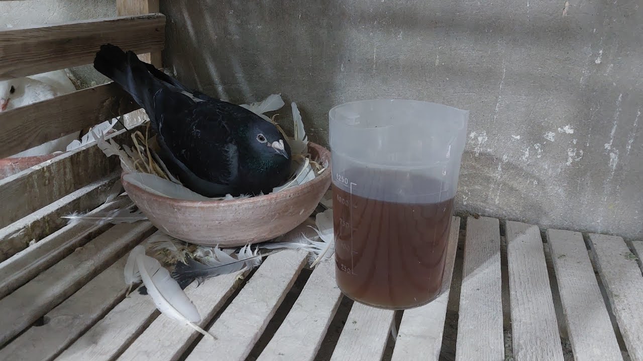 اقوى رافع مناعه للحمام | طبيب الحمام