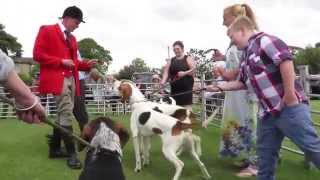 Showing foxhounds born last year that have now joined the pack havi...