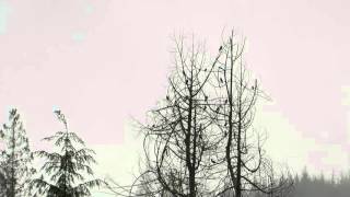Birds not-of-a-feather Flocking Together, Great Backyard Bird Count, day#1