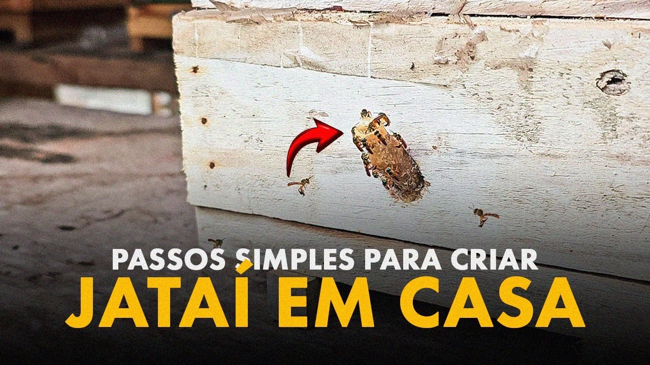 Como criar abelha Jataí em casa?