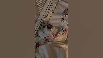 سورة الأحزاب | آيه (56) بصوت فارس عباد