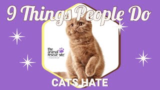 9 Things People Do That Cats Hate