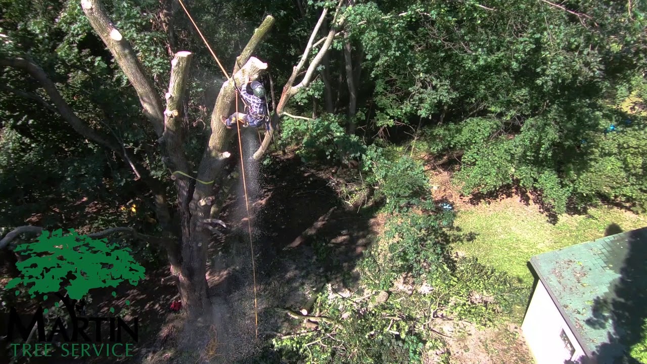 Removing a Split Maple - YouTube