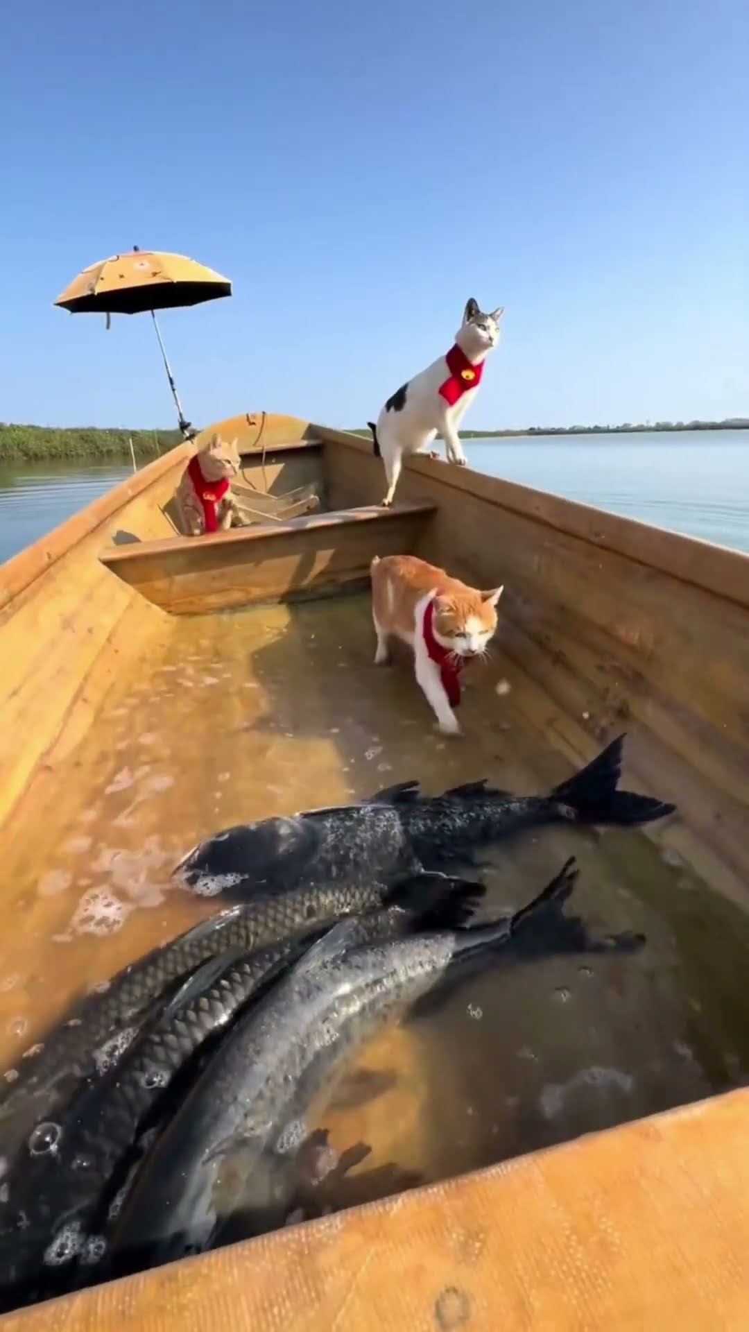 the cats rowed the boat to shore #shortsvideo