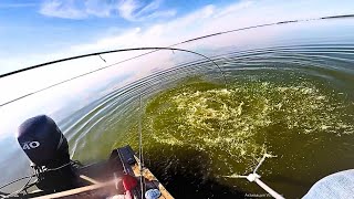 картинка: СУДАКИ МОНСТРИ, Знайшли СТОЯНКУ МАМОЧОК, Рибалка ТОП