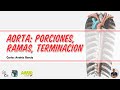 Anatomía - Arteria Aorta (Ascendente, Arco, Torácica y Abdominal; Ramas)