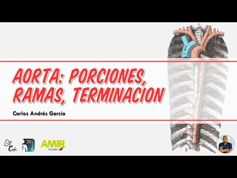 Anatomía - Arteria Aorta (Ascendente, Arco, Torácica y Abdominal; Ramas)