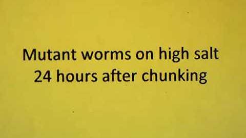 Mutant C. elegans on high salt plates, 24-hour observation